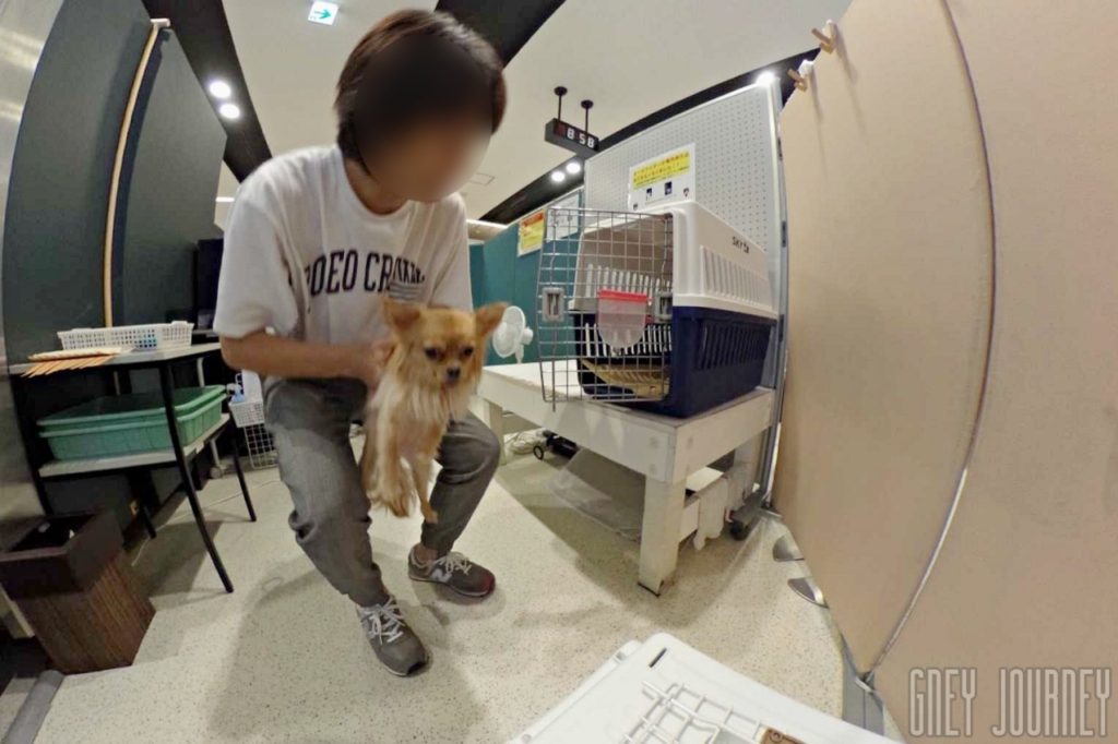 犬 の飛行機搭乗