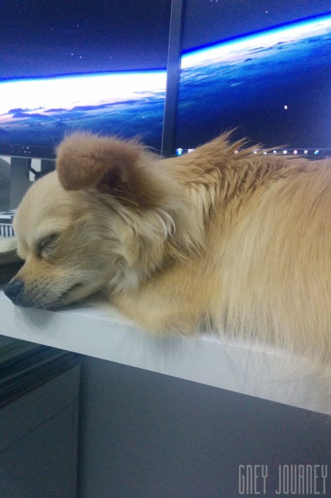 Max can sleep on the desk - クリーム カラー