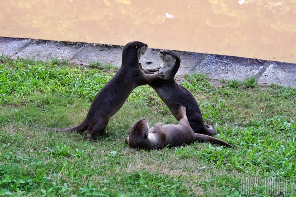 シンガポールのカワウソ-Otter family