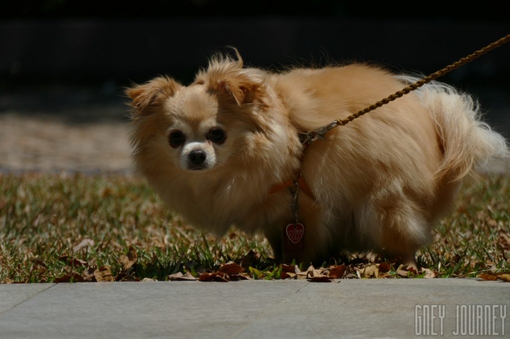 シンガポールでペットライフ, Dog in Singapore