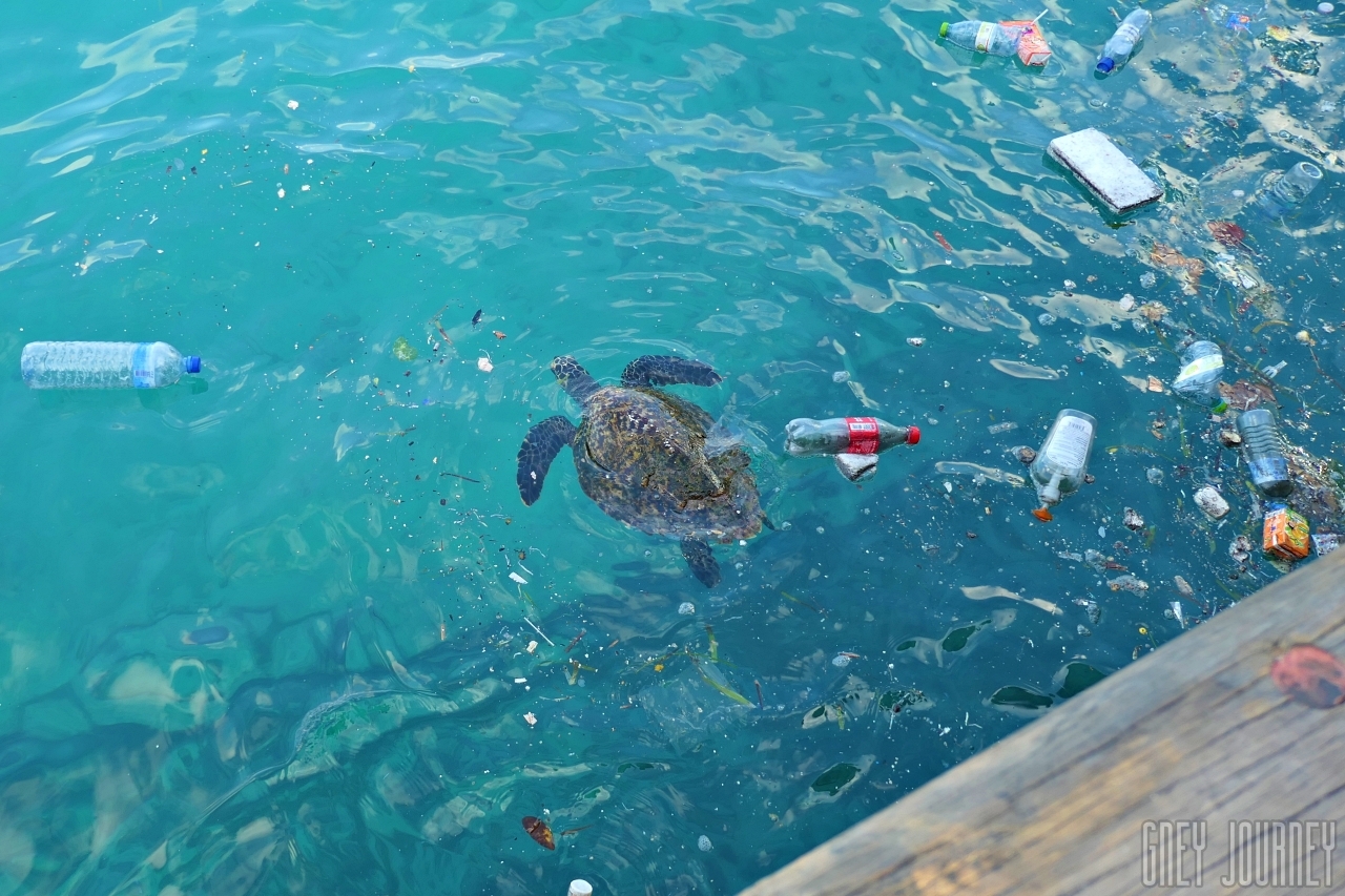 turtle in litter