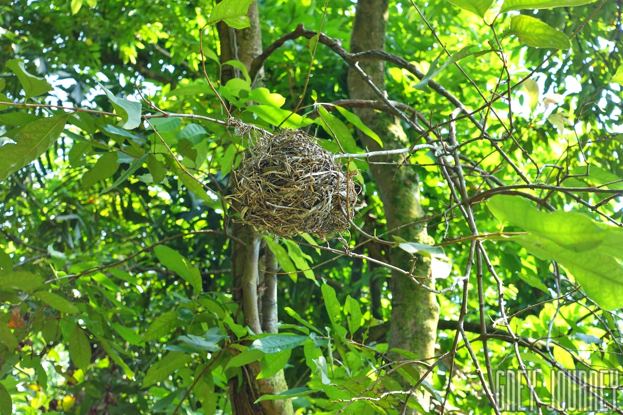 バードパーク　鳥の巣