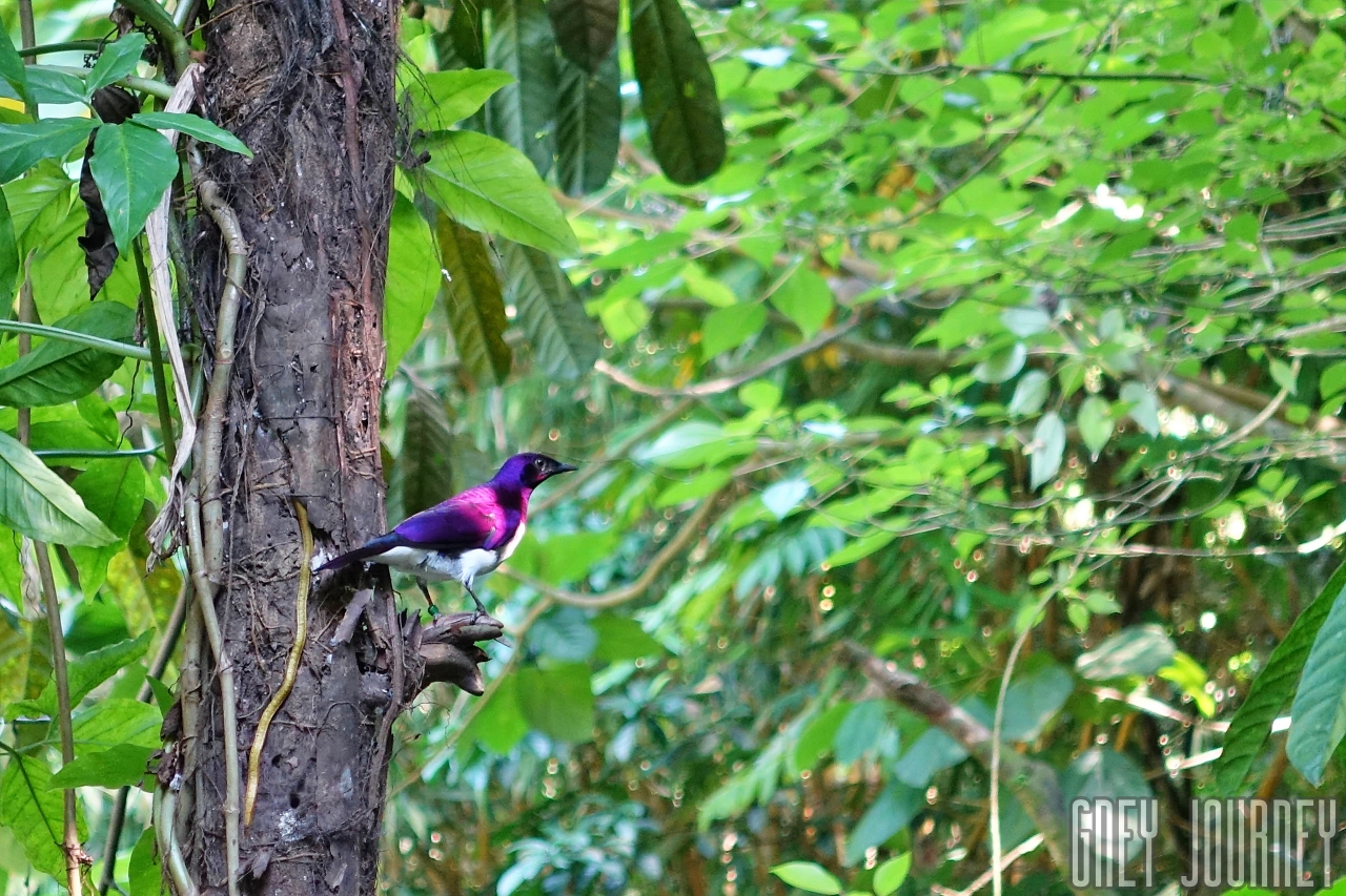 バードパーク　紫の鳥