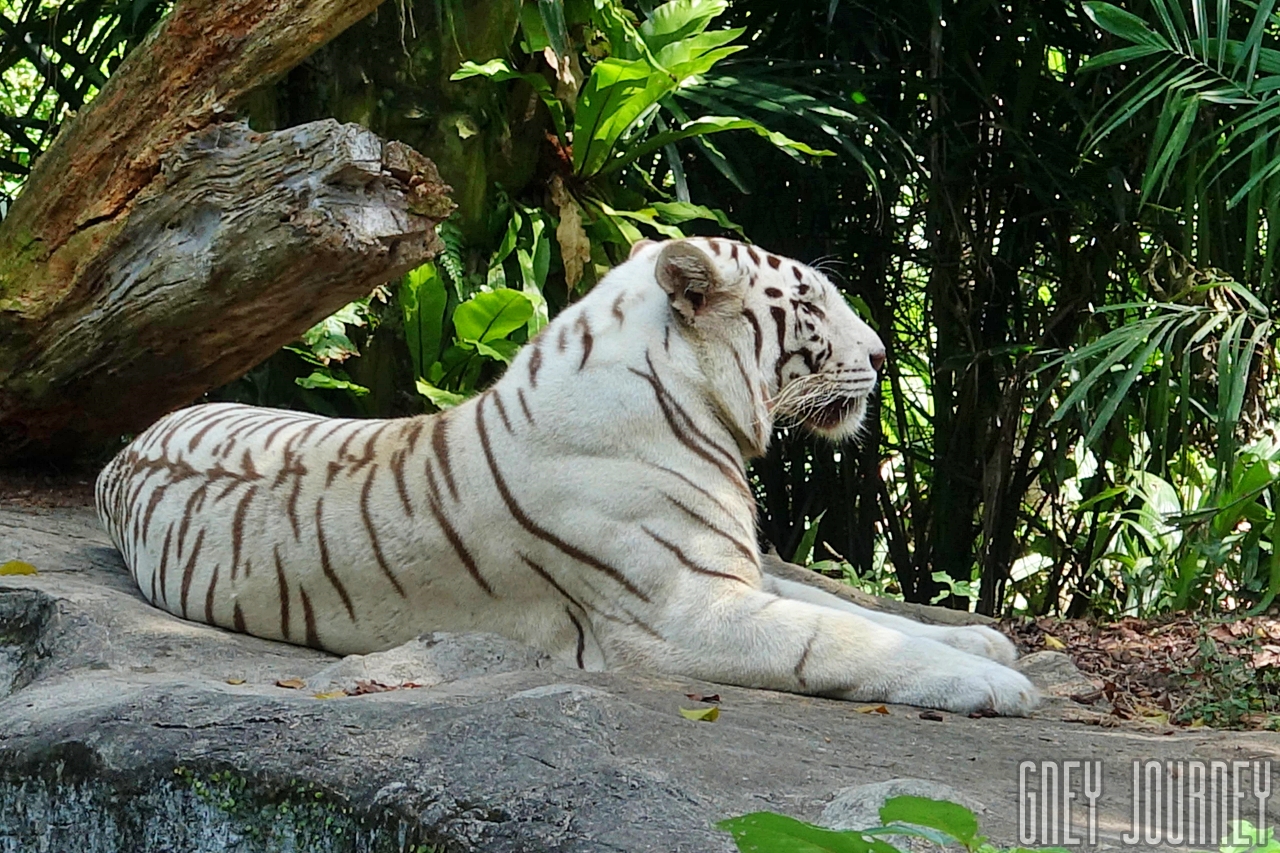 わざわざ旅行先でも行く、世界的に有名なシンガポール動物園 GJ