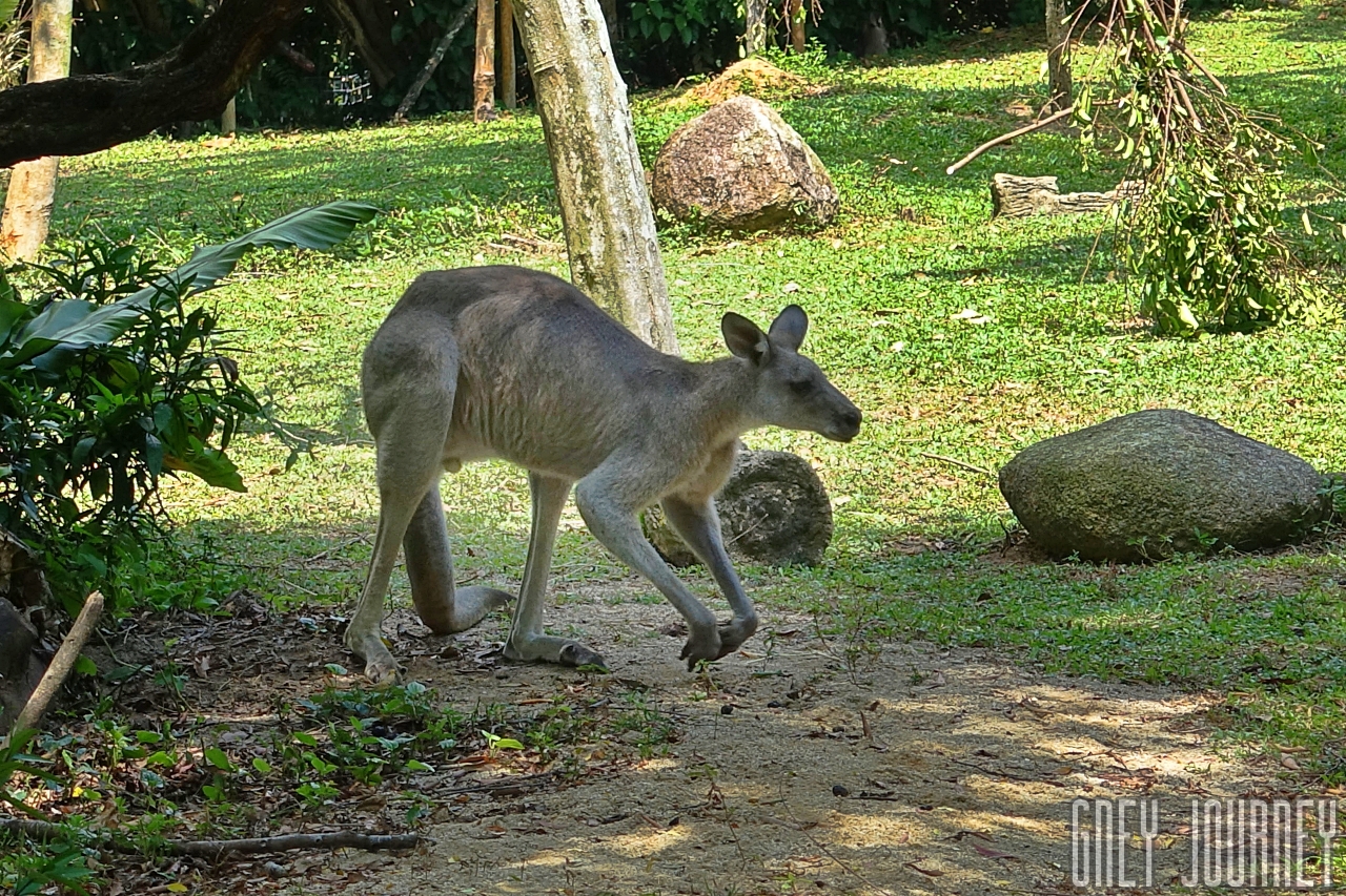 シンガポール 動物園 カンガルー