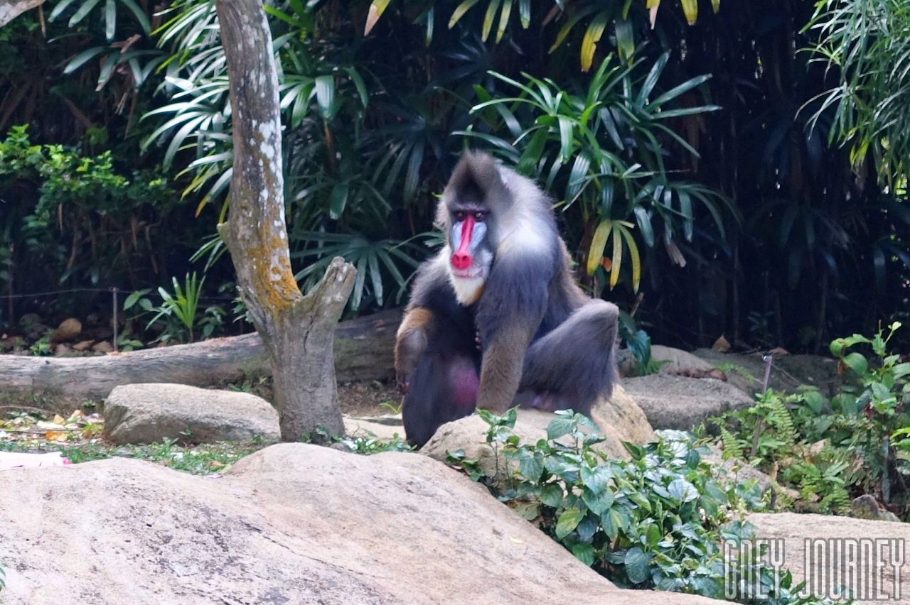 シンガポール 動物園 サル