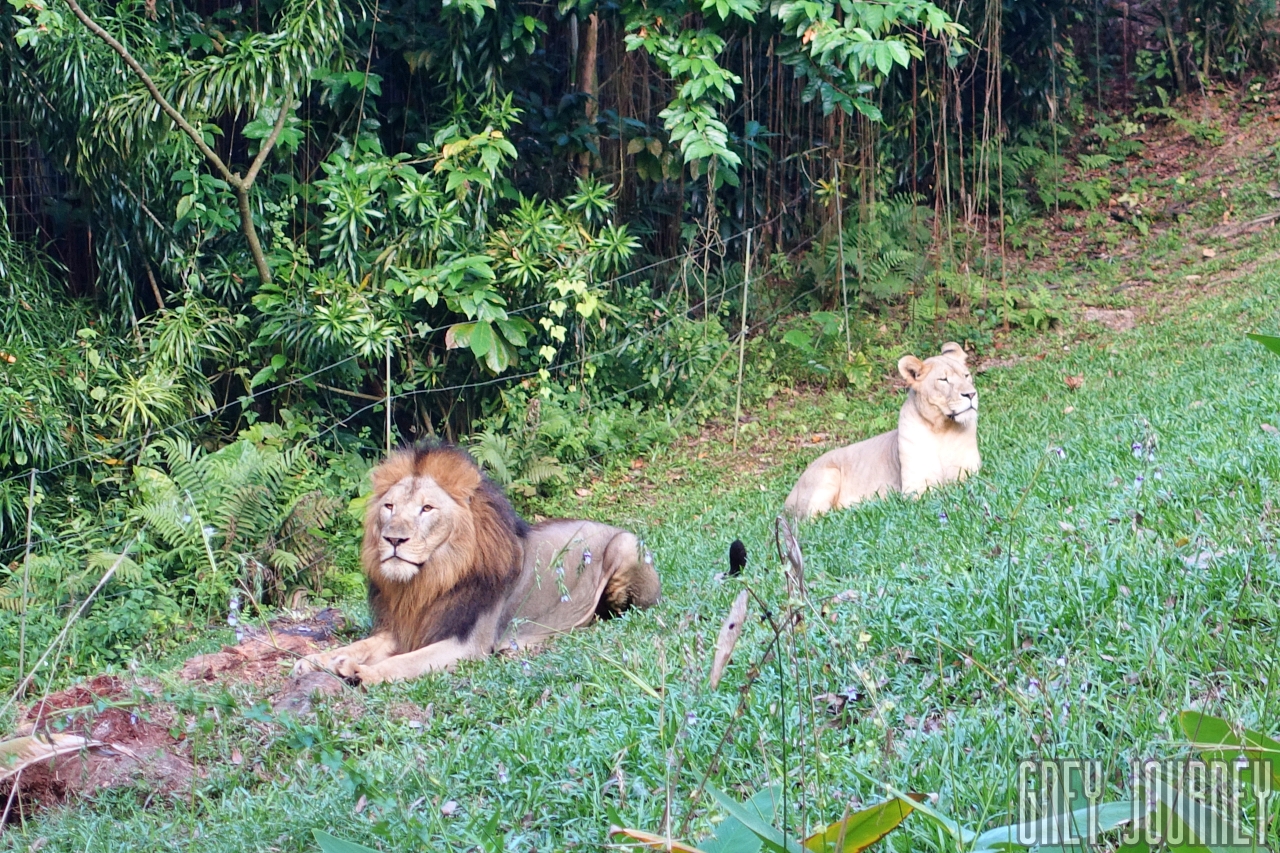 シンガポール 動物園 ライオン