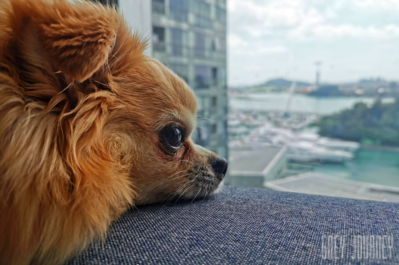 シンガポールでペットライフ, Dog in Singapore