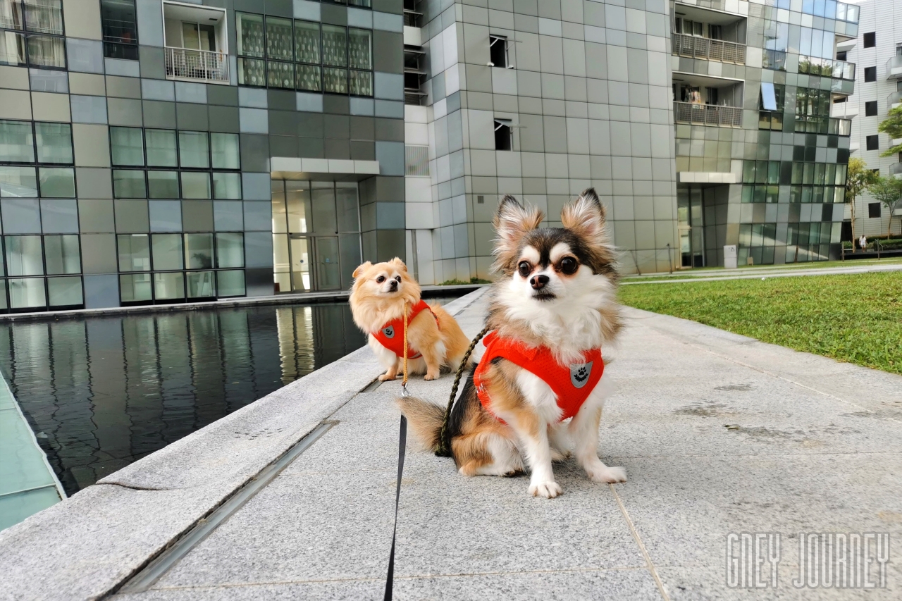 シンガポールでペットライフ, Dog in Singapore