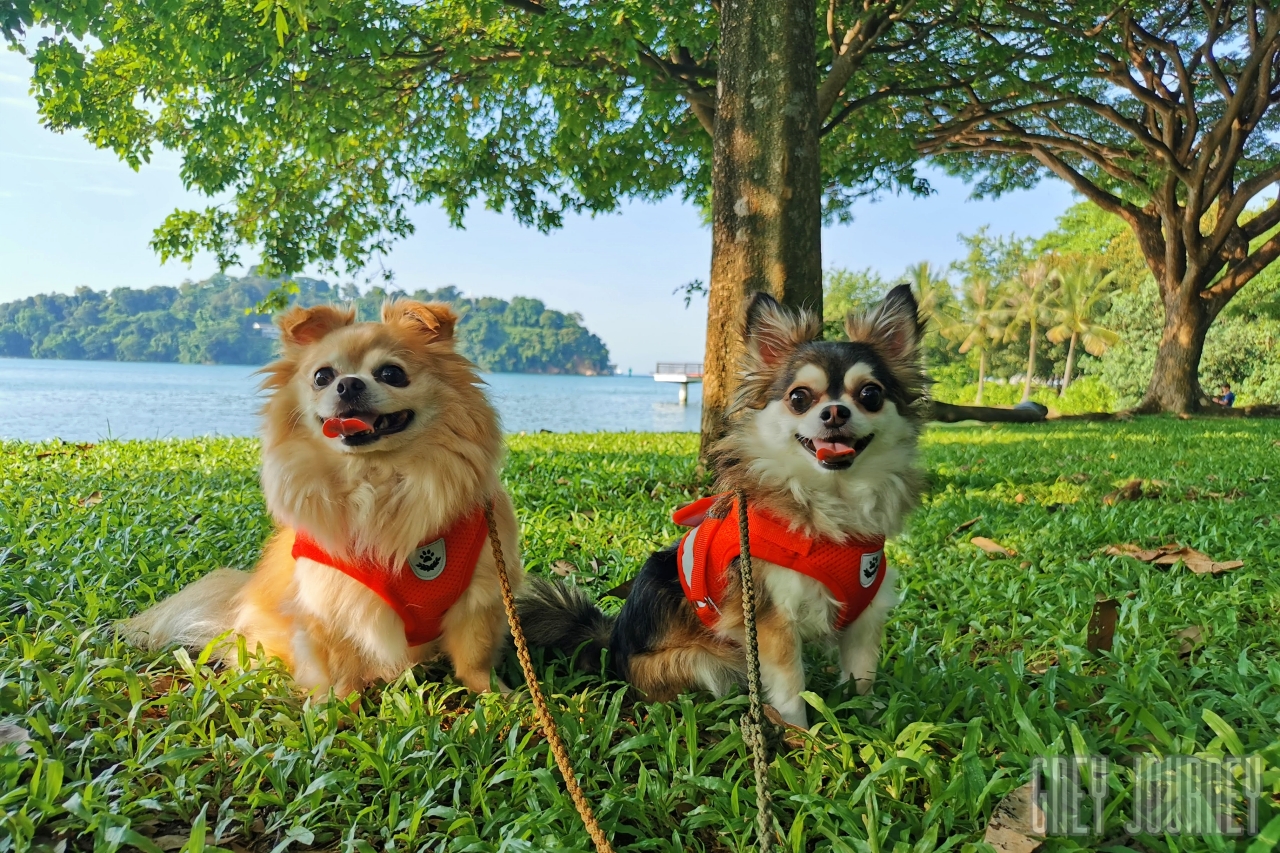 シンガポールでペットライフ, Dog in Singapore